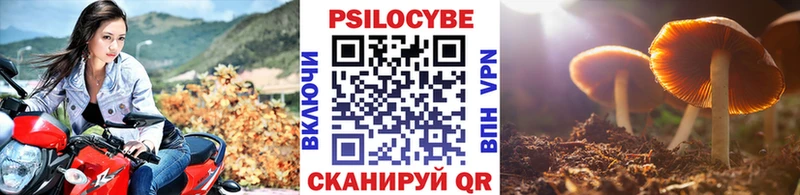KRAKEN tor  цена   Элиста  Псилоцибиновые грибы Cubensis 